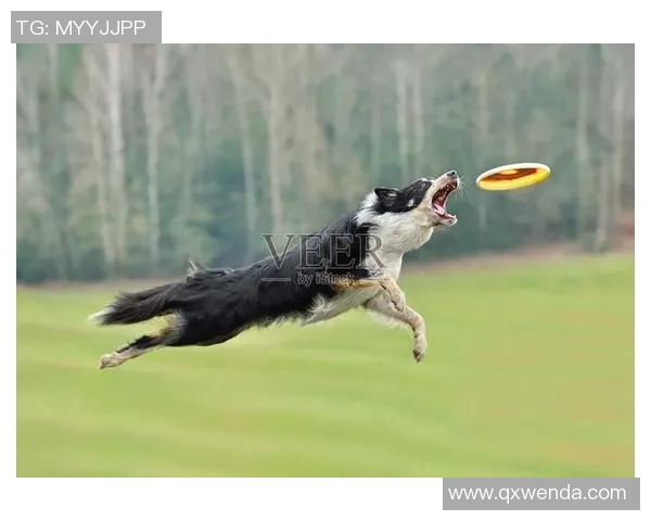 飞盘节奏排行榜揭晓上海飞盘队荣登第九名展现实力与风采 飞盘节奏排行榜揭晓上海飞盘队荣登第九名展现实力与风采